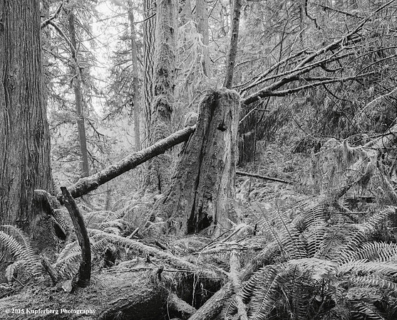 Fallen Tree and Stump
