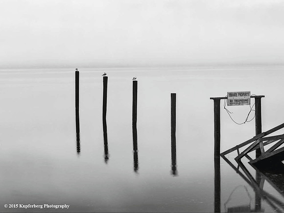 Gulls on the Poles