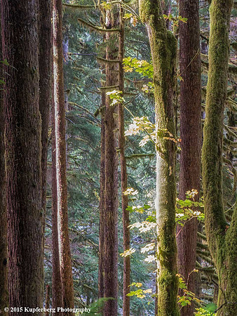 Ancient Forest 3-Sol Duc Hot Springs