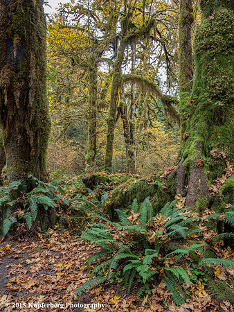 Hall of Mosses trees-Hoh Rainforest