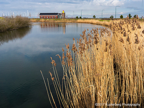 Reeds in Duch Pond copy