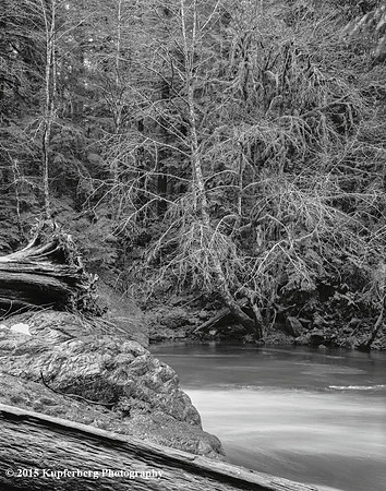 Along the Trail-East Slope of Olympic NP