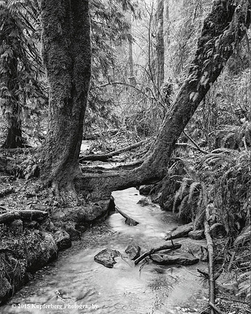 Split Tree Hood Canal