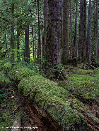 Ancient Forest_Sol Duc Hot Springs