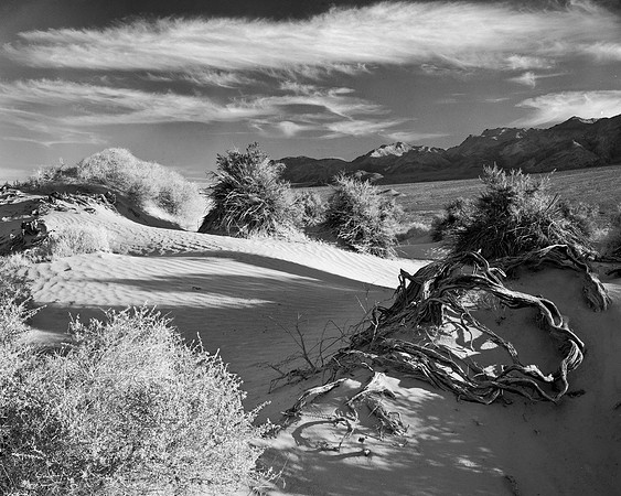 Devil's Cornfield, Death Valley NP, CA