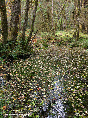 Hoh Rainforest