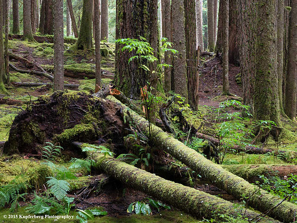 Ancient Forest 2-Sol Duc Hot Springs