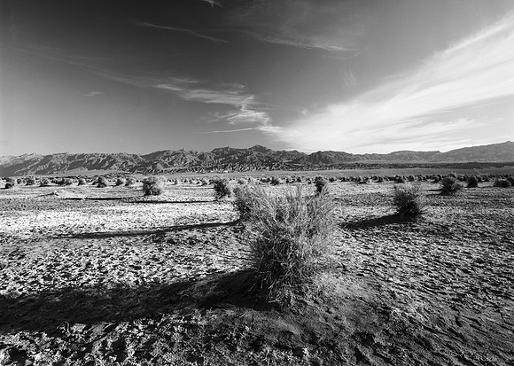 Devils Cornfield AM, Death Valley NP, CA