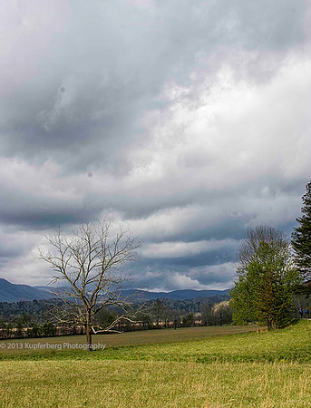 Tree in the Field