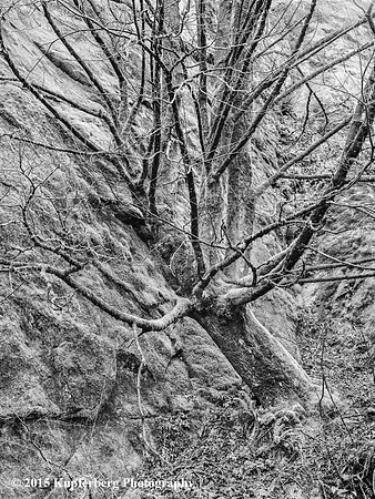 Strange Looking Tree-East Slope of Olympic NP